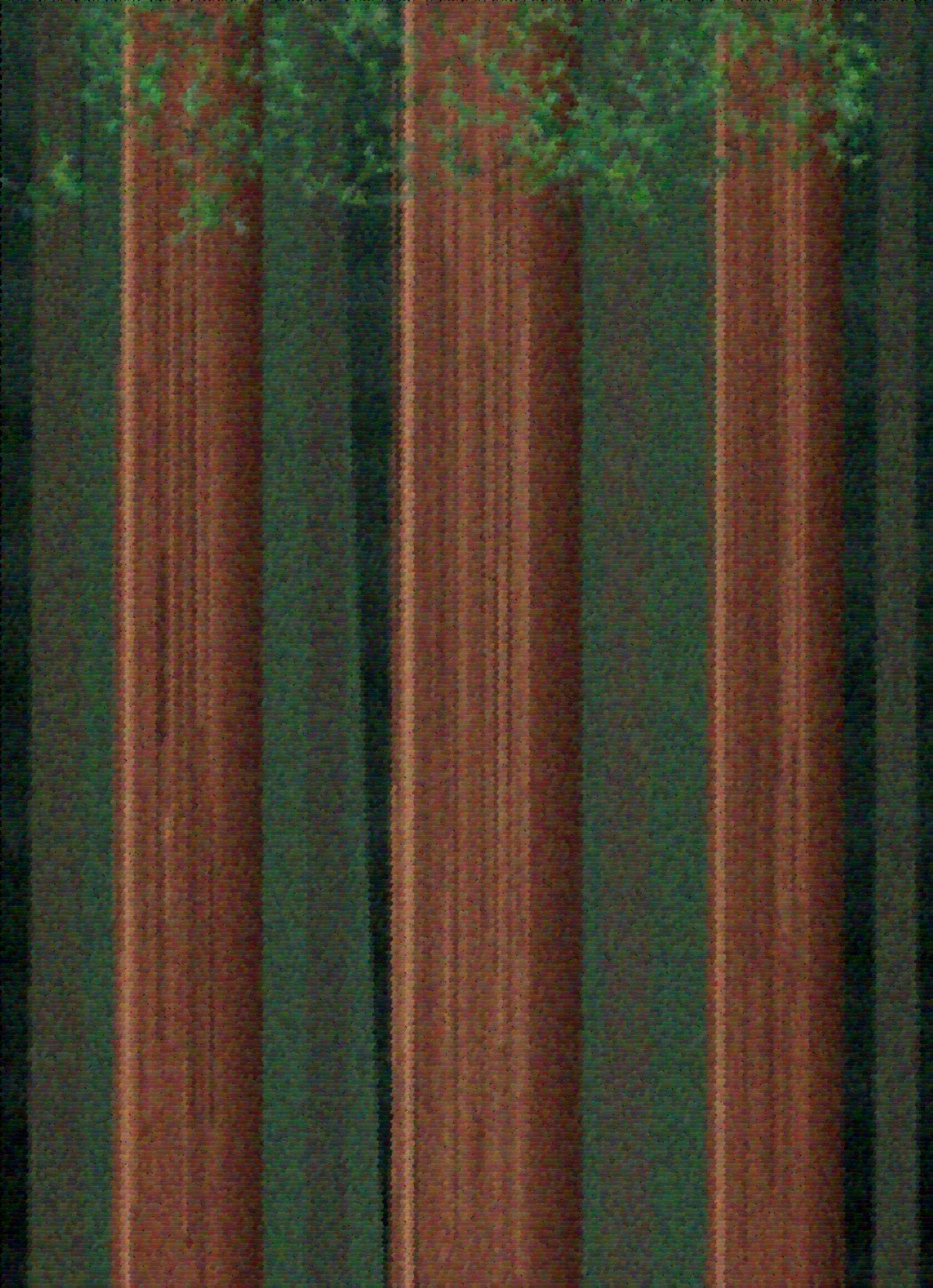 Sequoia art rug